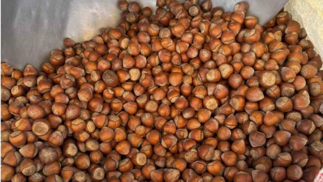 Fındık fiyatları rekor seviyeye ulaştı