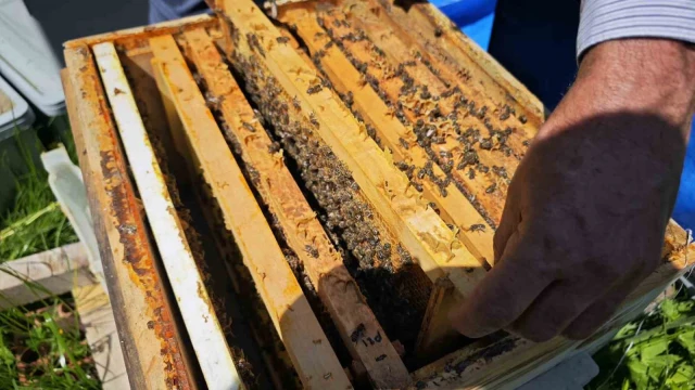 Bal üretiminde yüzde 60’a varan kayıp bekleniyor