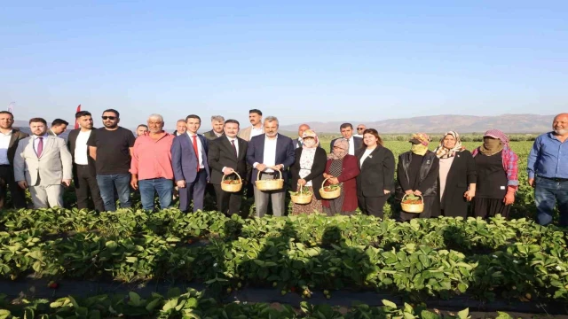 Çilek hasadına başlandı