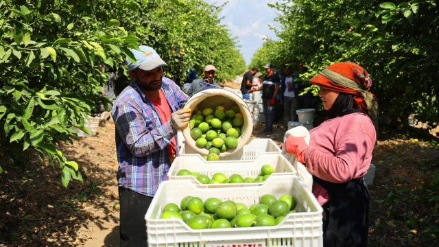 Limonda stokçuların oyunu ortaya çıktı