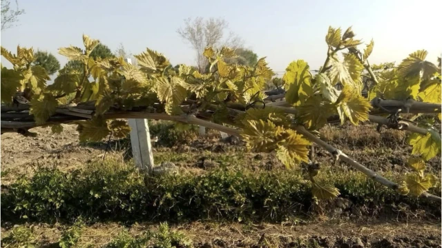 Manisa’nın 10 ilçesini don vurdu