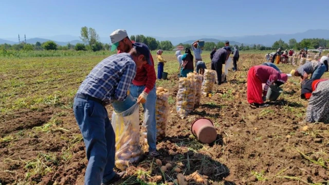 Patates ihracatı 2 ayda 114 kat arttı