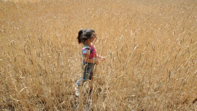 Talep hububat üretimini 62 milyon ton yükseltecek