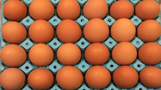 Üniversiteli tavukların yumurtaları daha hesaplı