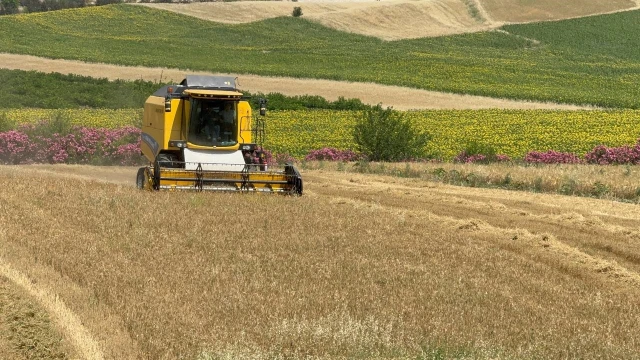 Buğday'da verim düşük